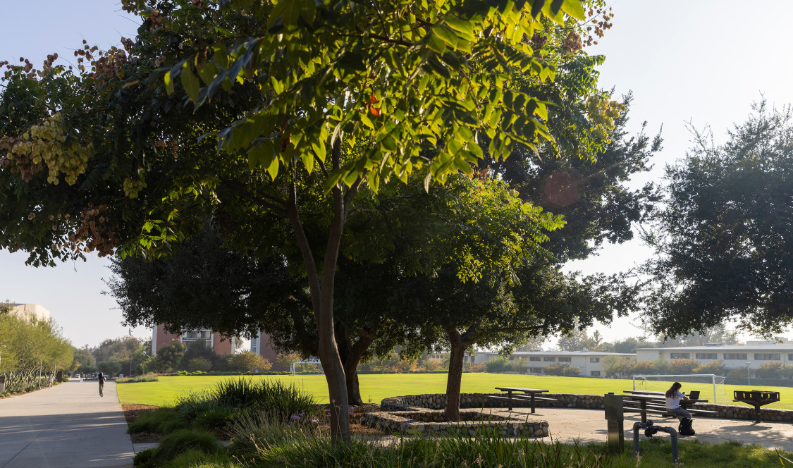 A student sits at an outdoor table next to a large, shading tree.