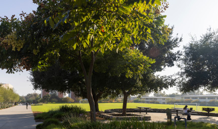 A student sits at an outdoor table next to a large, shading tree.
